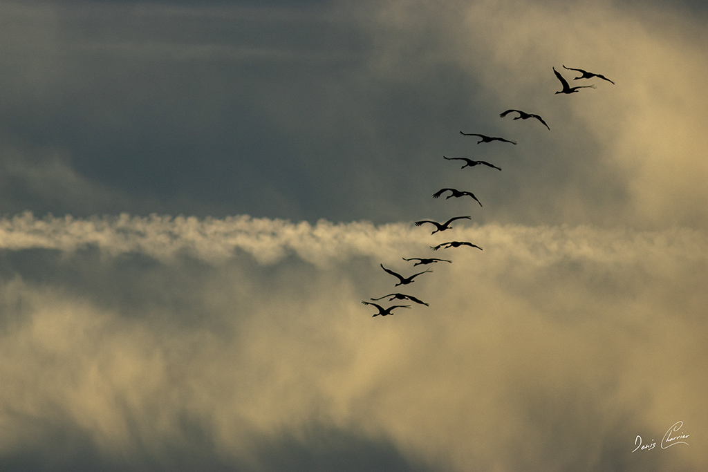 Vol de grues cendré